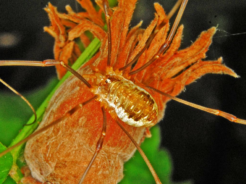 Opilio canestrinii ♂ - Phalangiidae